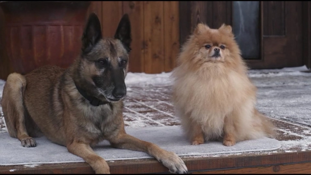 Muhteşem Köpek izle